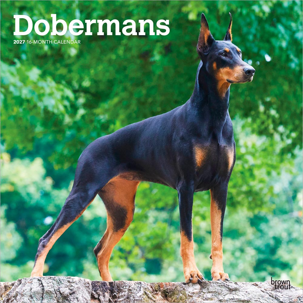 Dobermans | 2027 12 x 24 Inch (Hanging) Monthly Square Wall Calendar