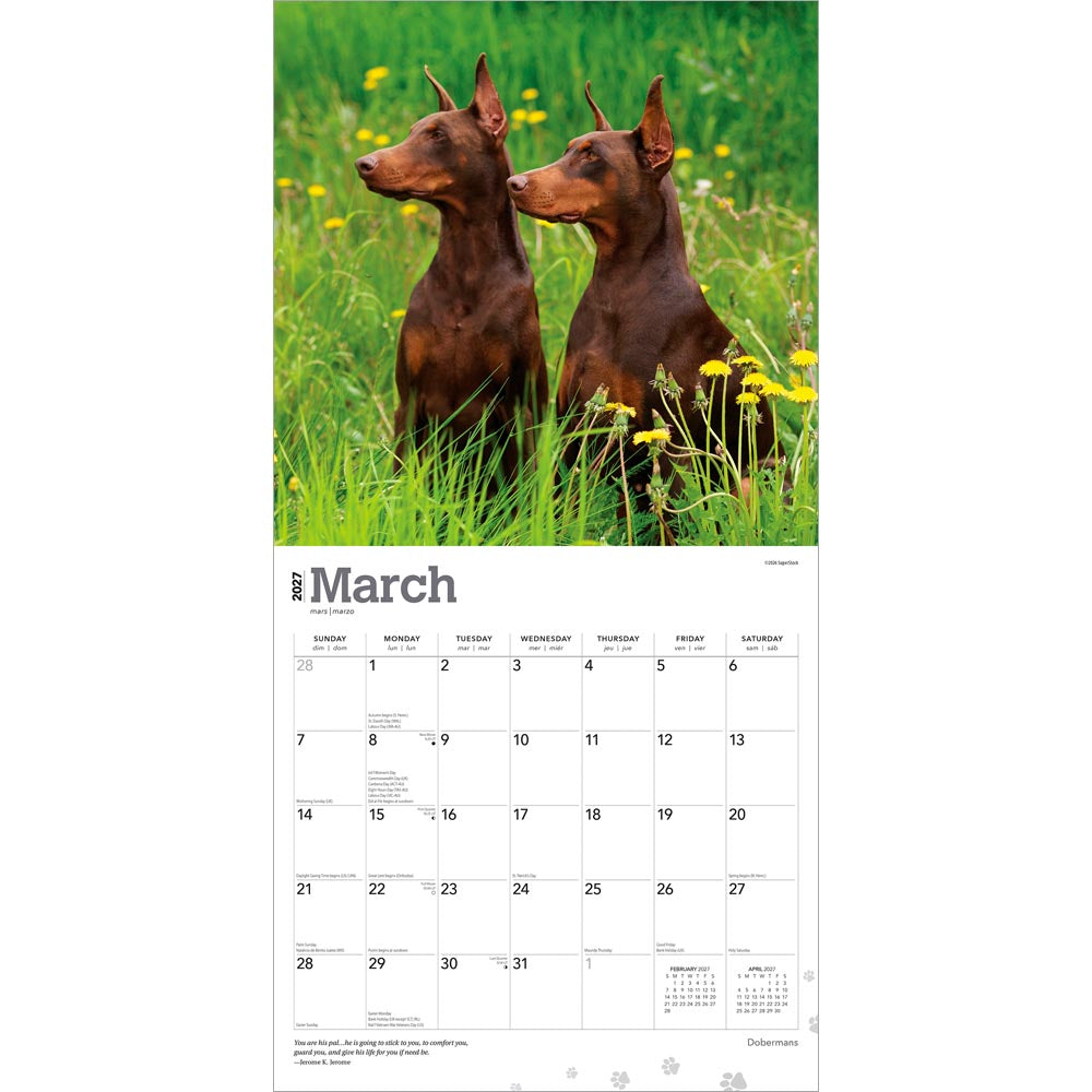 Dobermans | 2027 12 x 24 Inch (Hanging) Monthly Square Wall Calendar