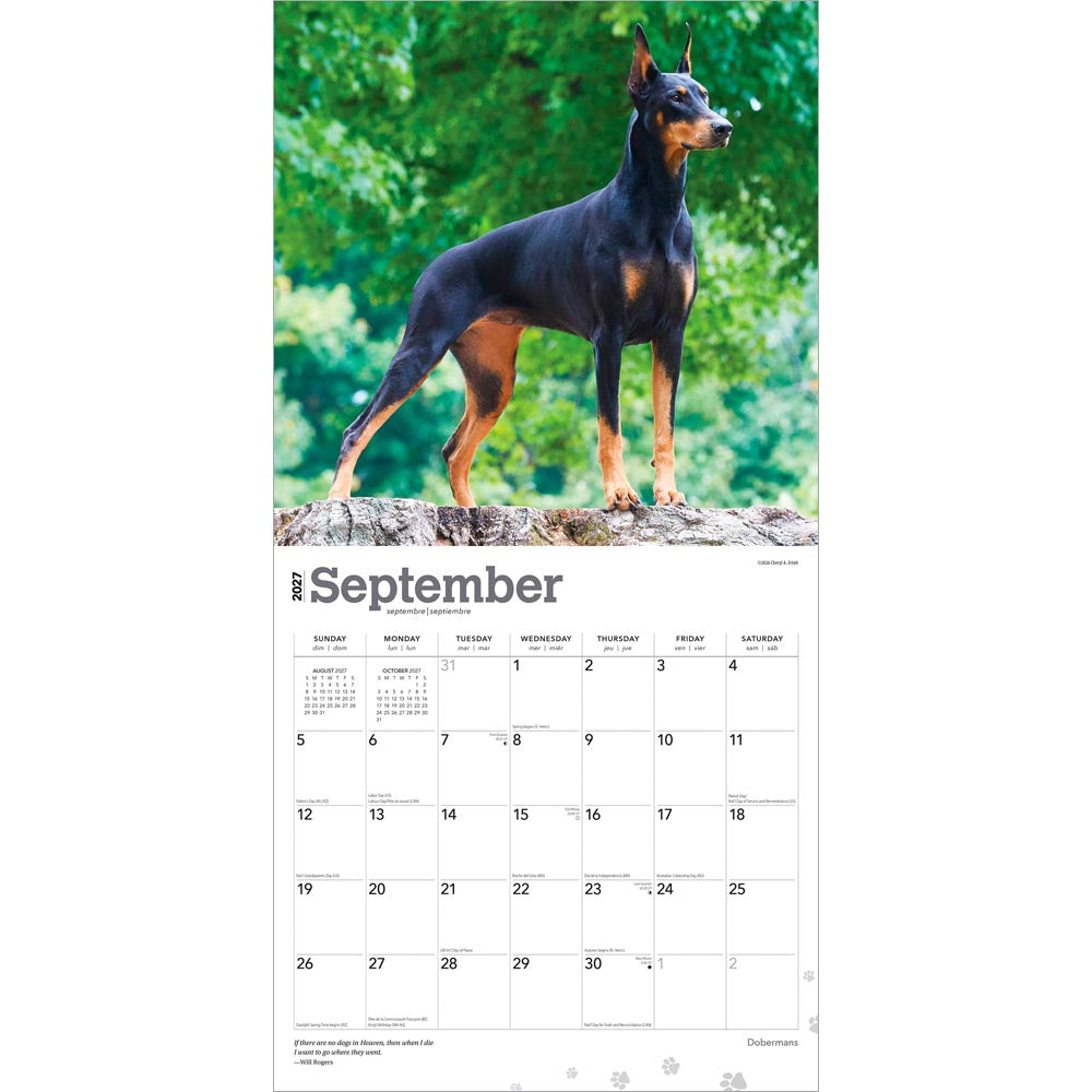 Dobermans | 2027 12 x 24 Inch (Hanging) Monthly Square Wall Calendar