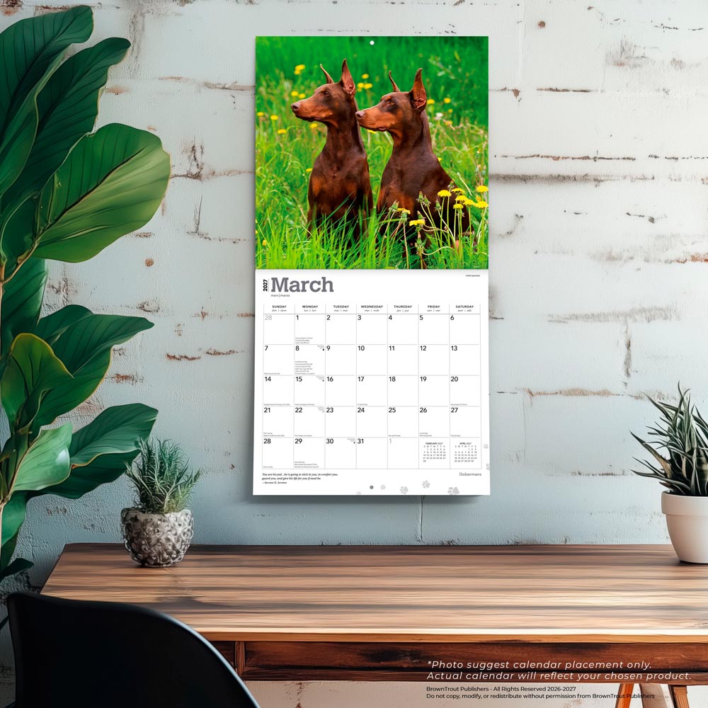Dobermans | 2027 12 x 24 Inch (Hanging) Monthly Square Wall Calendar