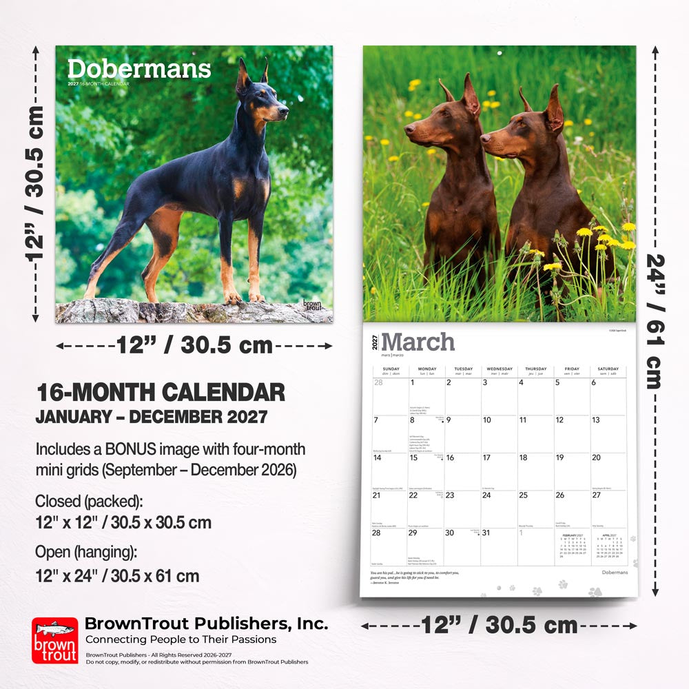 Dobermans | 2027 12 x 24 Inch (Hanging) Monthly Square Wall Calendar