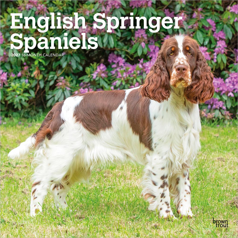 English Springer Spaniels | 2027 12 x 24 Inch (Hanging) Monthly Square Wall Calendar