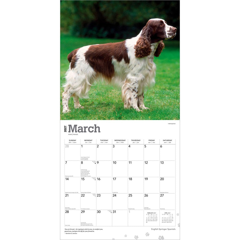 English Springer Spaniels | 2027 12 x 24 Inch (Hanging) Monthly Square Wall Calendar