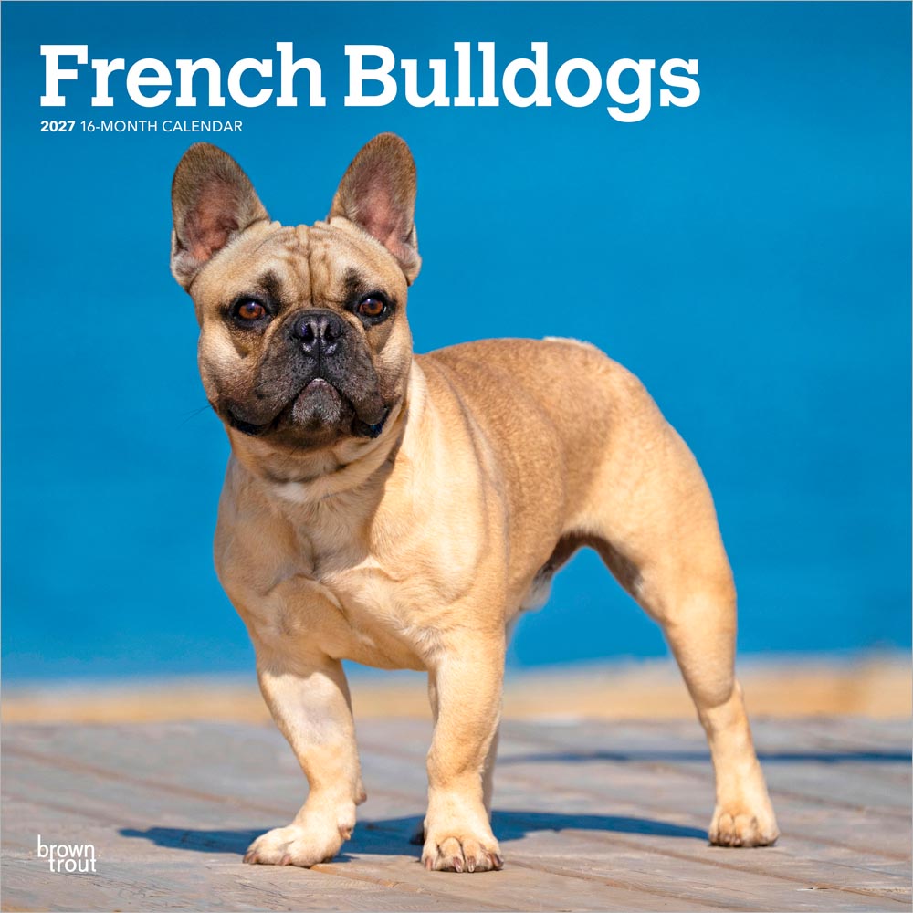 French Bulldogs | 2027 12 x 24 Inch (Hanging) Monthly Square Wall Calendar