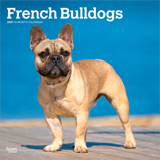 French Bulldogs | 2027 12 x 24 Inch (Hanging) Monthly Square Wall Calendar