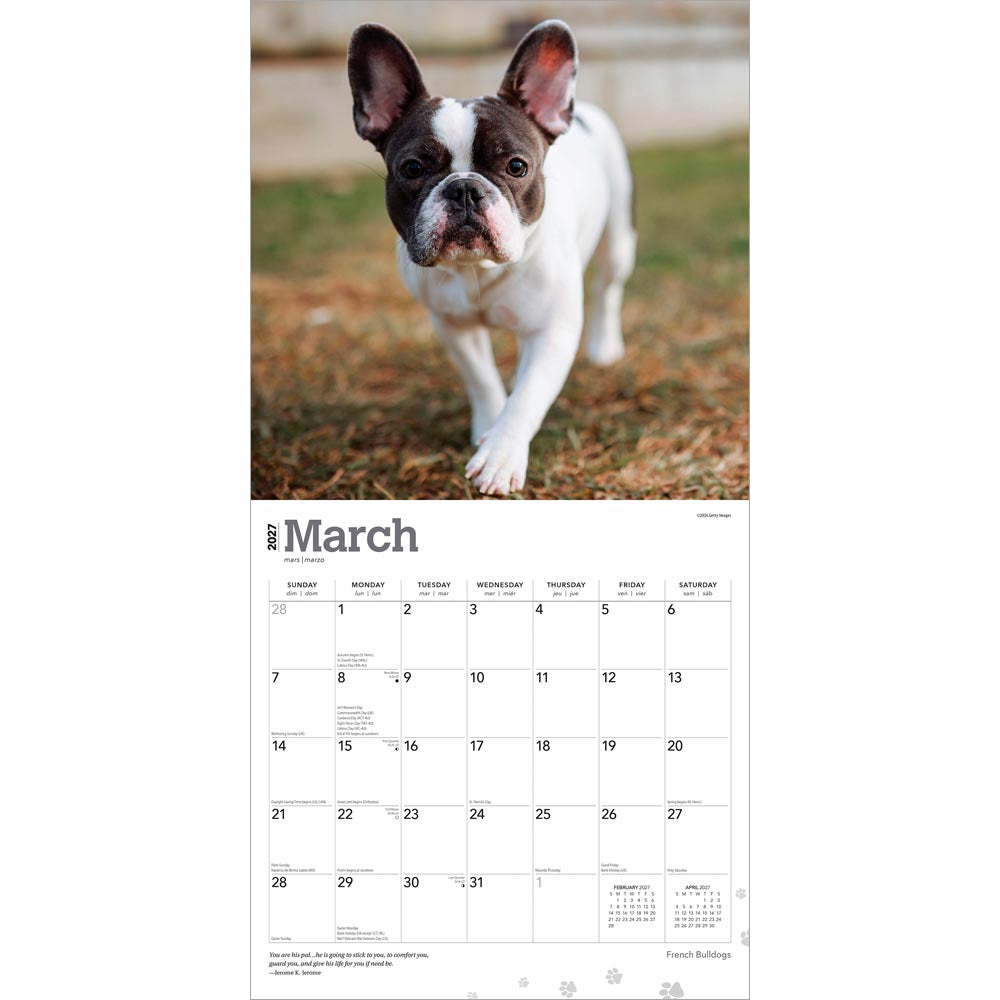 French Bulldogs | 2027 12 x 24 Inch (Hanging) Monthly Square Wall Calendar
