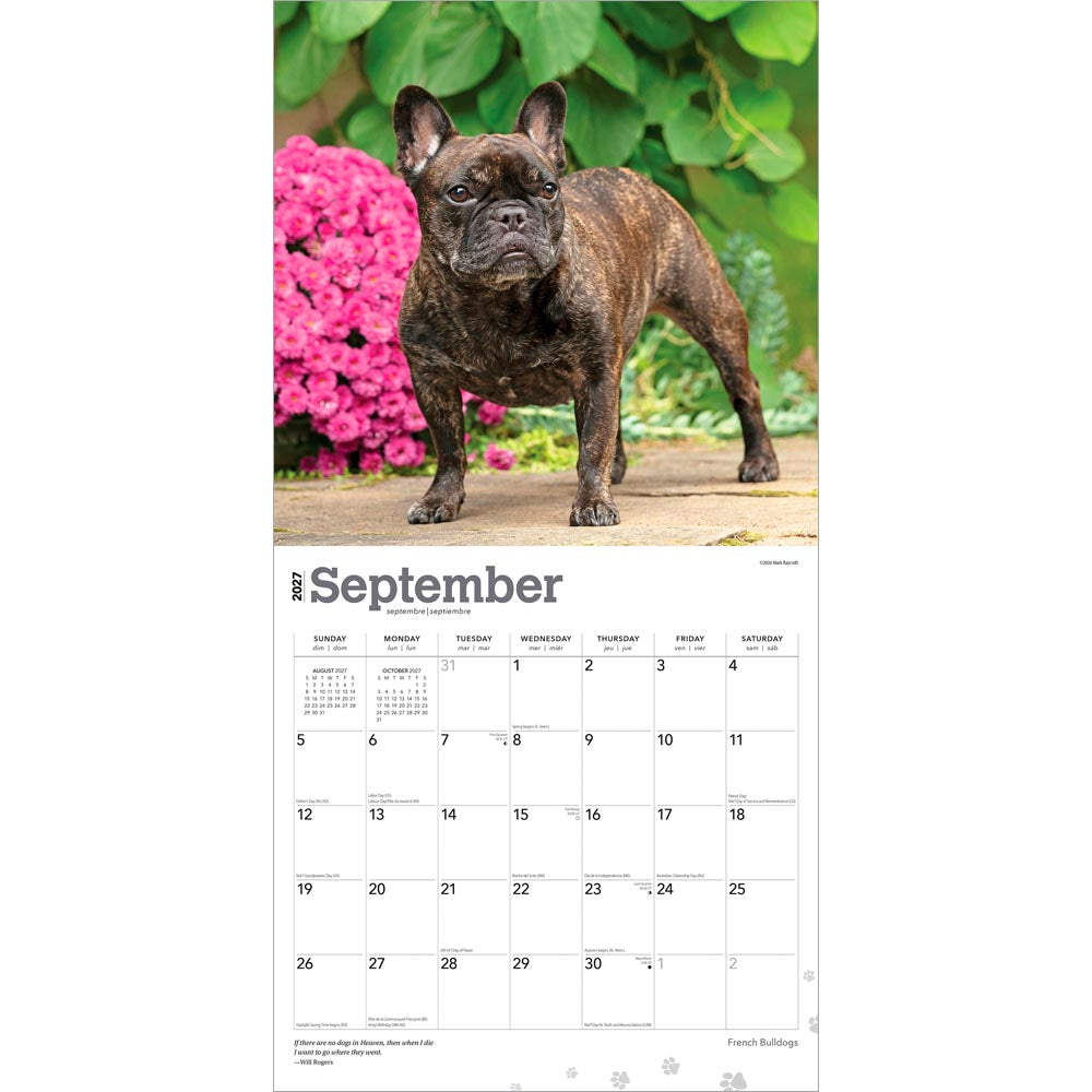 French Bulldogs | 2027 12 x 24 Inch (Hanging) Monthly Square Wall Calendar