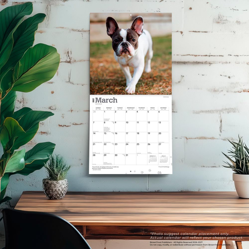 French Bulldogs | 2027 12 x 24 Inch (Hanging) Monthly Square Wall Calendar