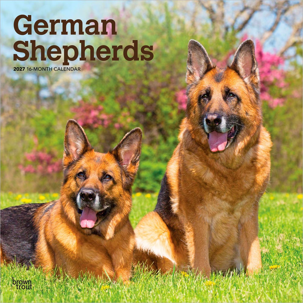 German Shepherds | 2027 12 x 24 Inch (Hanging) Monthly Square Wall Calendar