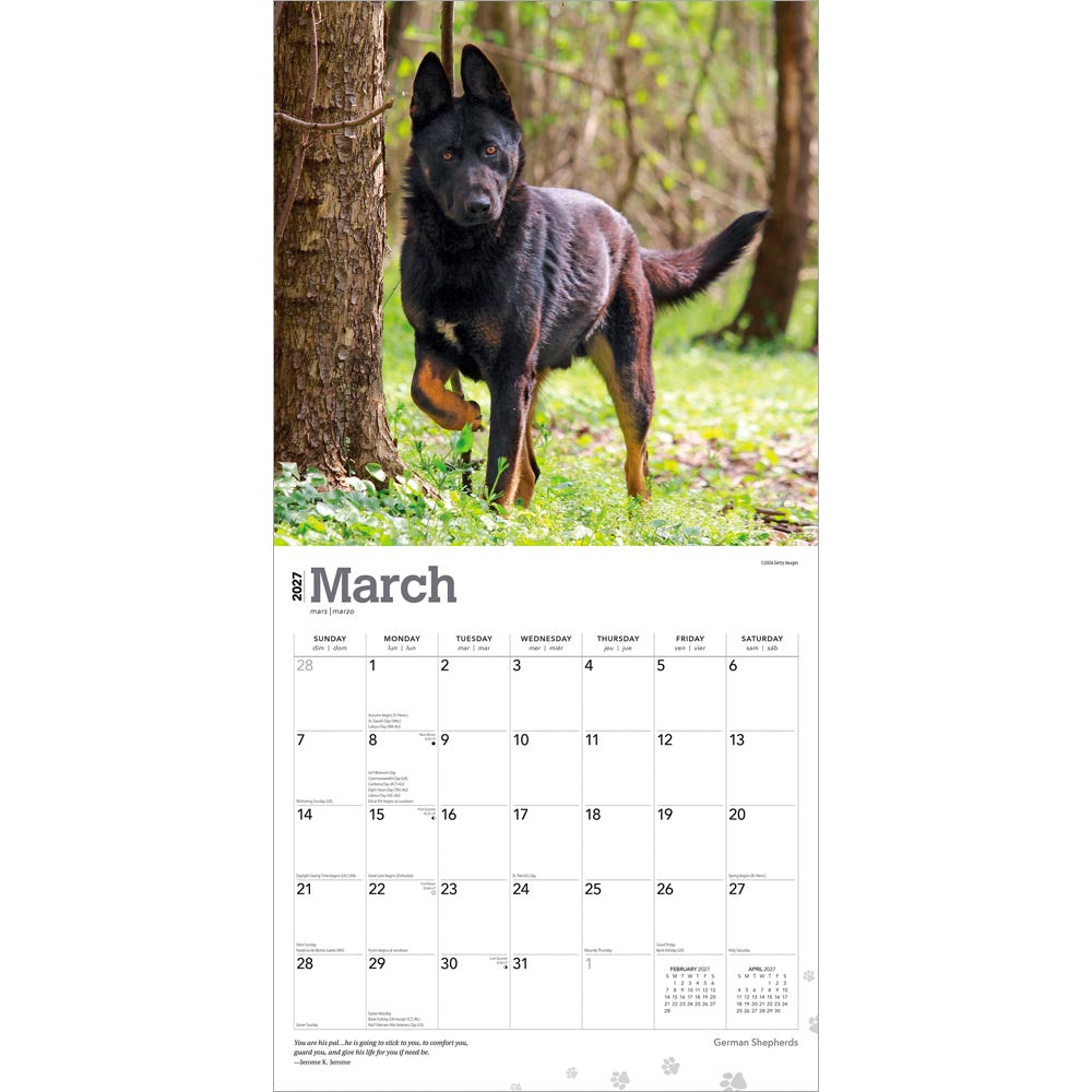 German Shepherds | 2027 12 x 24 Inch (Hanging) Monthly Square Wall Calendar