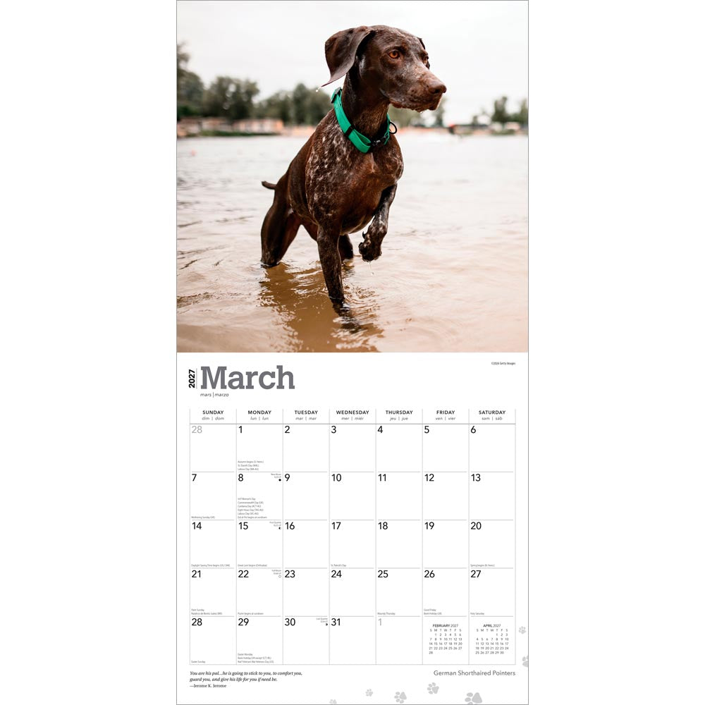 German Shorthaired Pointers | 2027 12 x 24 Inch (Hanging) Monthly Square Wall Calendar