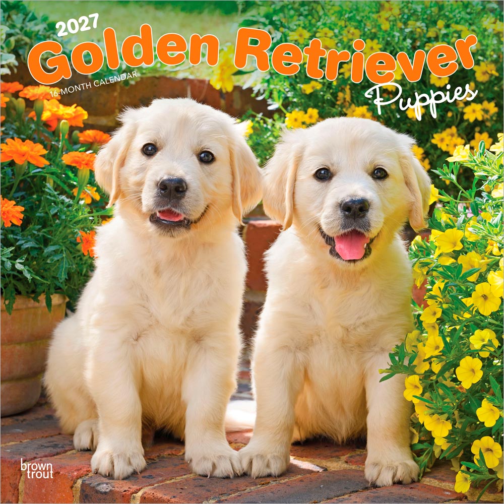 Golden Retriever Puppies | 2027 12 x 24 Inch (Hanging) Monthly Square Wall Calendar