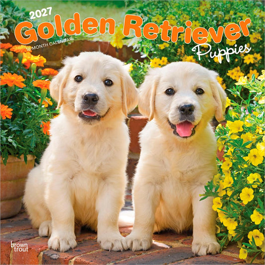 Golden Retriever Puppies | 2027 12 x 24 Inch (Hanging) Monthly Square Wall Calendar