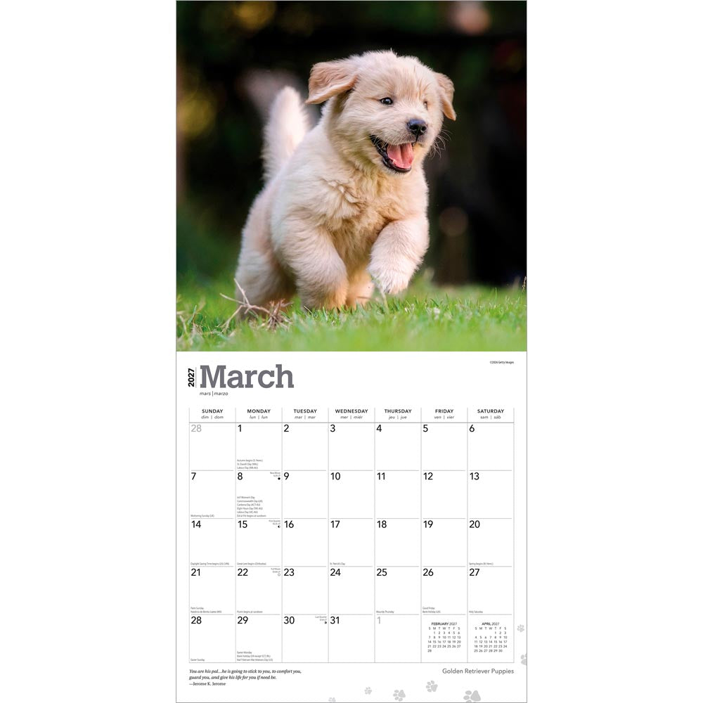 Golden Retriever Puppies | 2027 12 x 24 Inch (Hanging) Monthly Square Wall Calendar