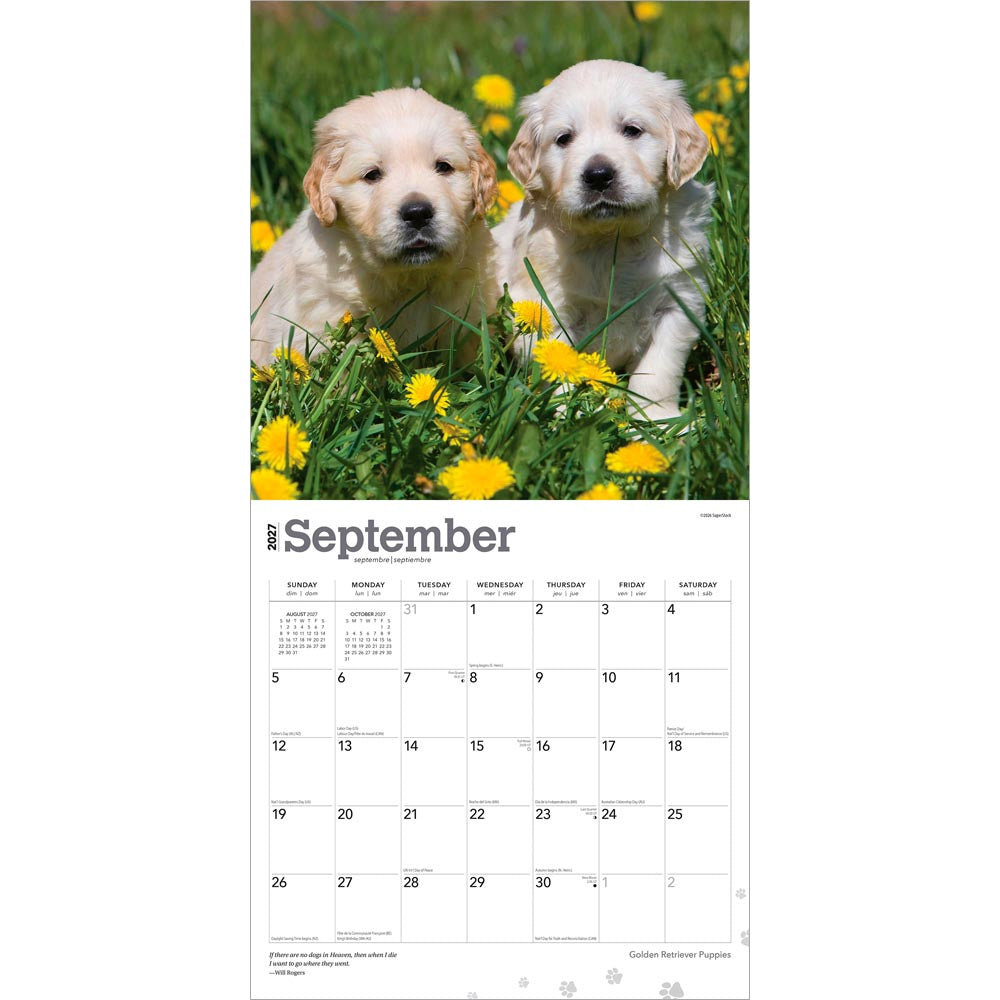 Golden Retriever Puppies | 2027 12 x 24 Inch (Hanging) Monthly Square Wall Calendar