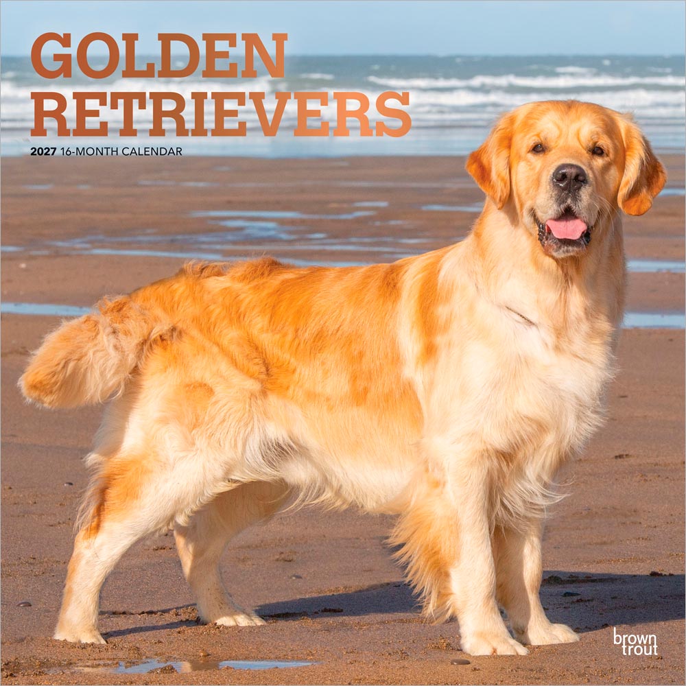 Golden Retrievers | 2027 12 x 24 Inch (Hanging) Monthly Square Wall Calendar | Foil Stamped Cover