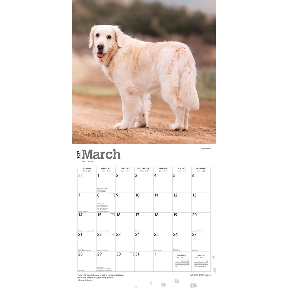 Golden Retrievers | 2027 12 x 24 Inch (Hanging) Monthly Square Wall Calendar | Foil Stamped Cover