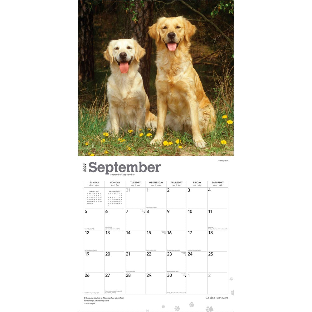 Golden Retrievers | 2027 12 x 24 Inch (Hanging) Monthly Square Wall Calendar | Foil Stamped Cover