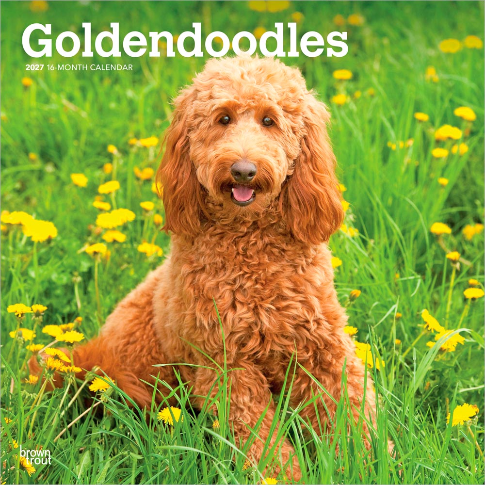 Goldendoodles | 2027 12 x 24 Inch (Hanging) Monthly Square Wall Calendar