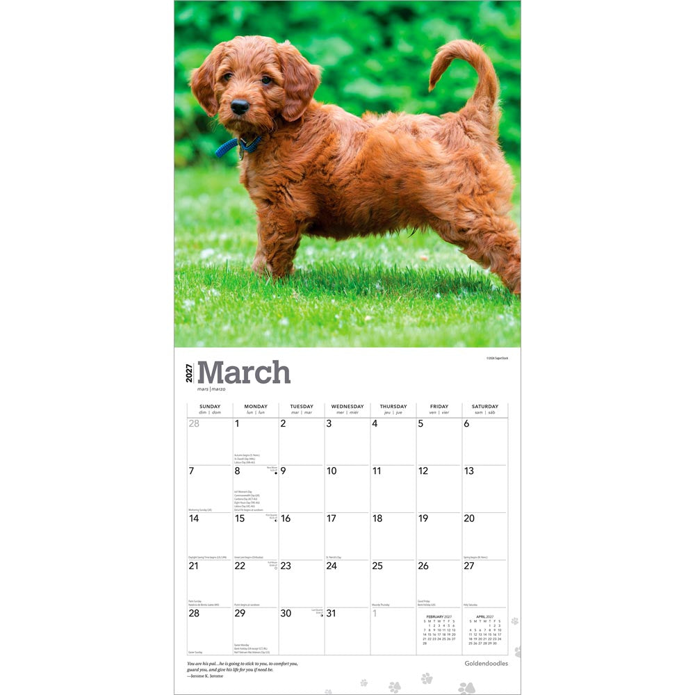 Goldendoodles | 2027 12 x 24 Inch (Hanging) Monthly Square Wall Calendar