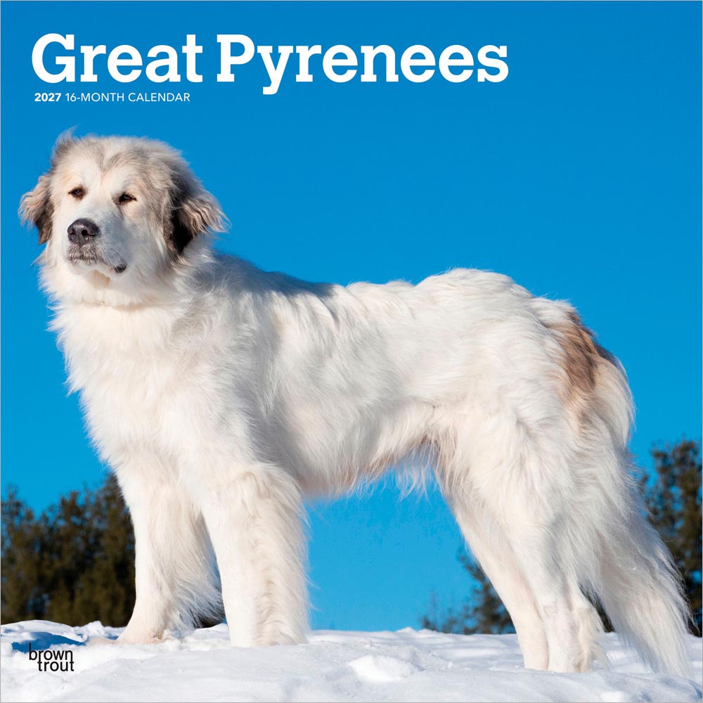 Great Pyrenees | 2027 12 x 24 Inch (Hanging) Monthly Square Wall Calendar