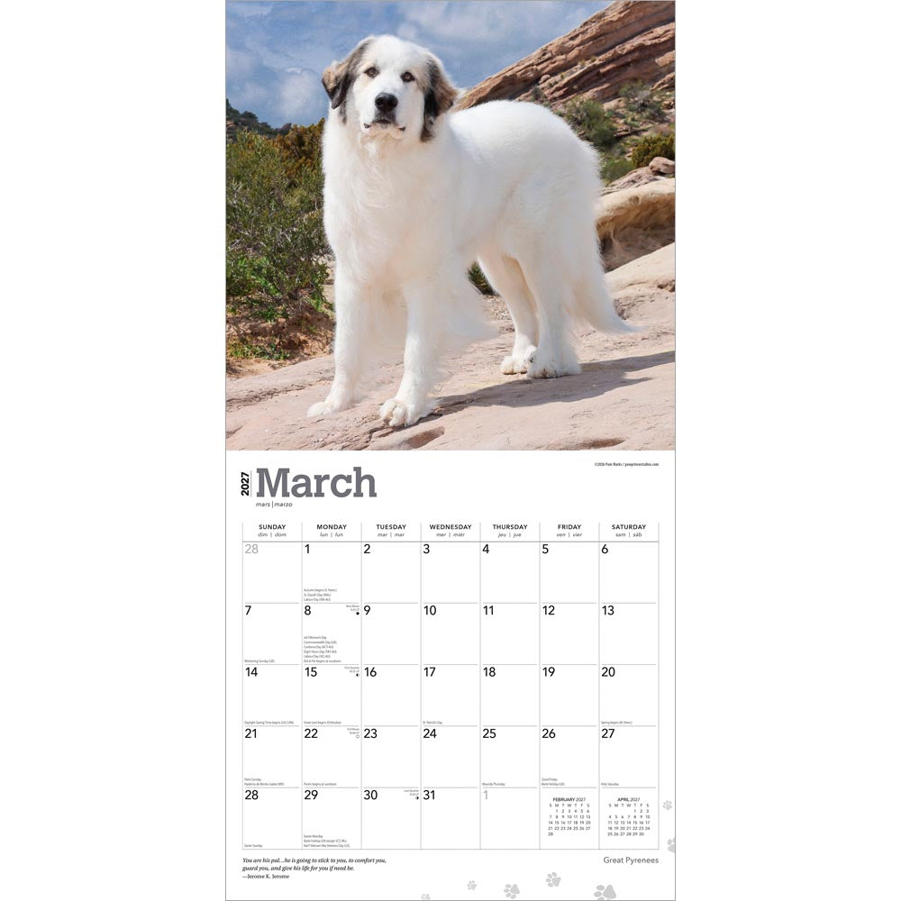 Great Pyrenees | 2027 12 x 24 Inch (Hanging) Monthly Square Wall Calendar
