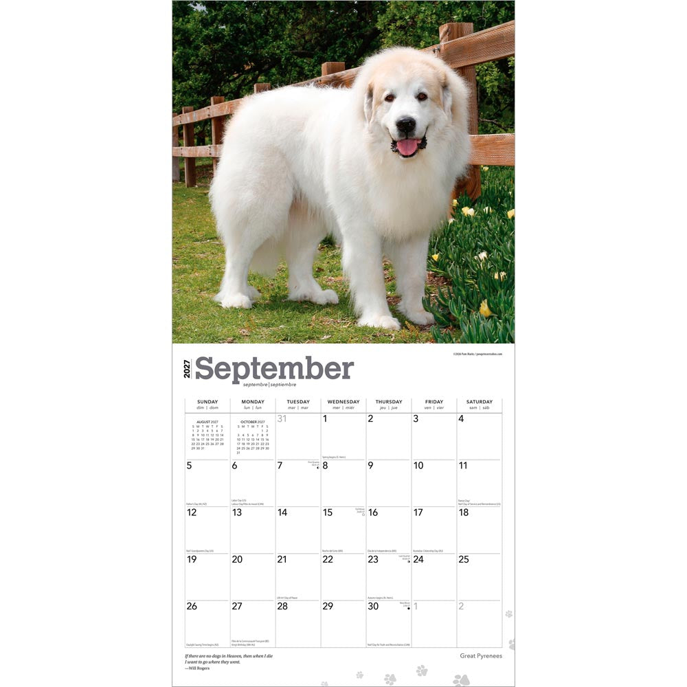 Great Pyrenees | 2027 12 x 24 Inch (Hanging) Monthly Square Wall Calendar