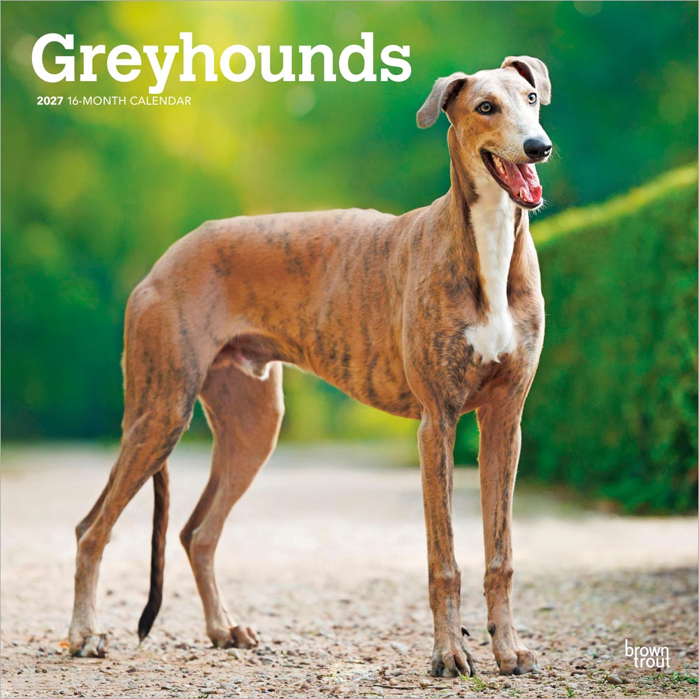 Greyhounds | 2027 12 x 24 Inch (Hanging) Monthly Square Wall Calendar