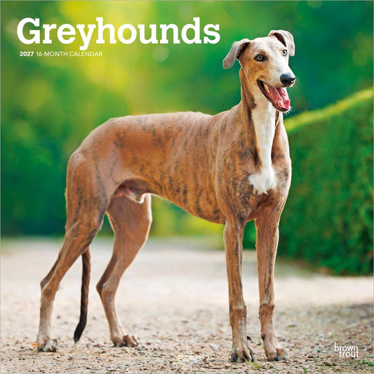 Greyhounds | 2027 12 x 24 Inch (Hanging) Monthly Square Wall Calendar