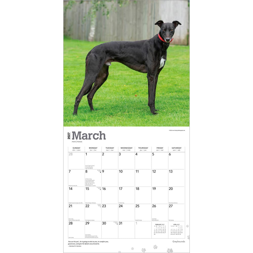 Greyhounds | 2027 12 x 24 Inch (Hanging) Monthly Square Wall Calendar