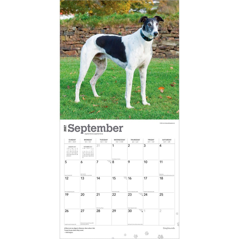 Greyhounds | 2027 12 x 24 Inch (Hanging) Monthly Square Wall Calendar