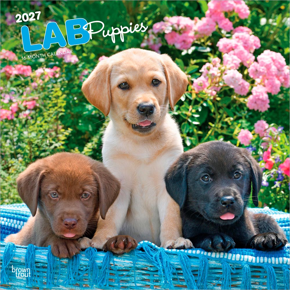 Labrador Retriever Puppies | 2027 12 x 24 Inch (Hanging) Monthly Square Wall Calendar