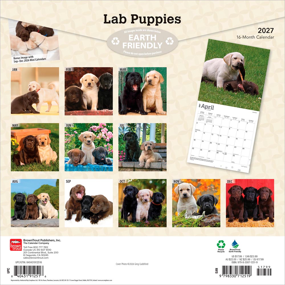 Labrador Retriever Puppies | 2027 12 x 24 Inch (Hanging) Monthly Square Wall Calendar