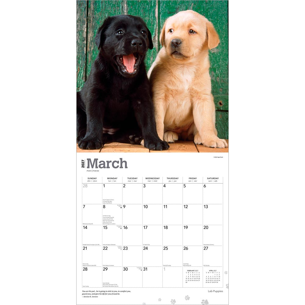 Labrador Retriever Puppies | 2027 12 x 24 Inch (Hanging) Monthly Square Wall Calendar
