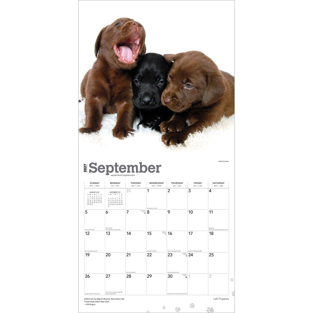 Labrador Retriever Puppies | 2027 12 x 24 Inch (Hanging) Monthly Square Wall Calendar