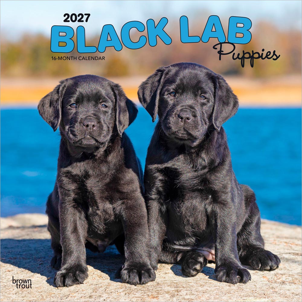 Black Labrador Retriever Puppies | 2027 12 x 24 Inch (Hanging) Monthly Square Wall Calendar