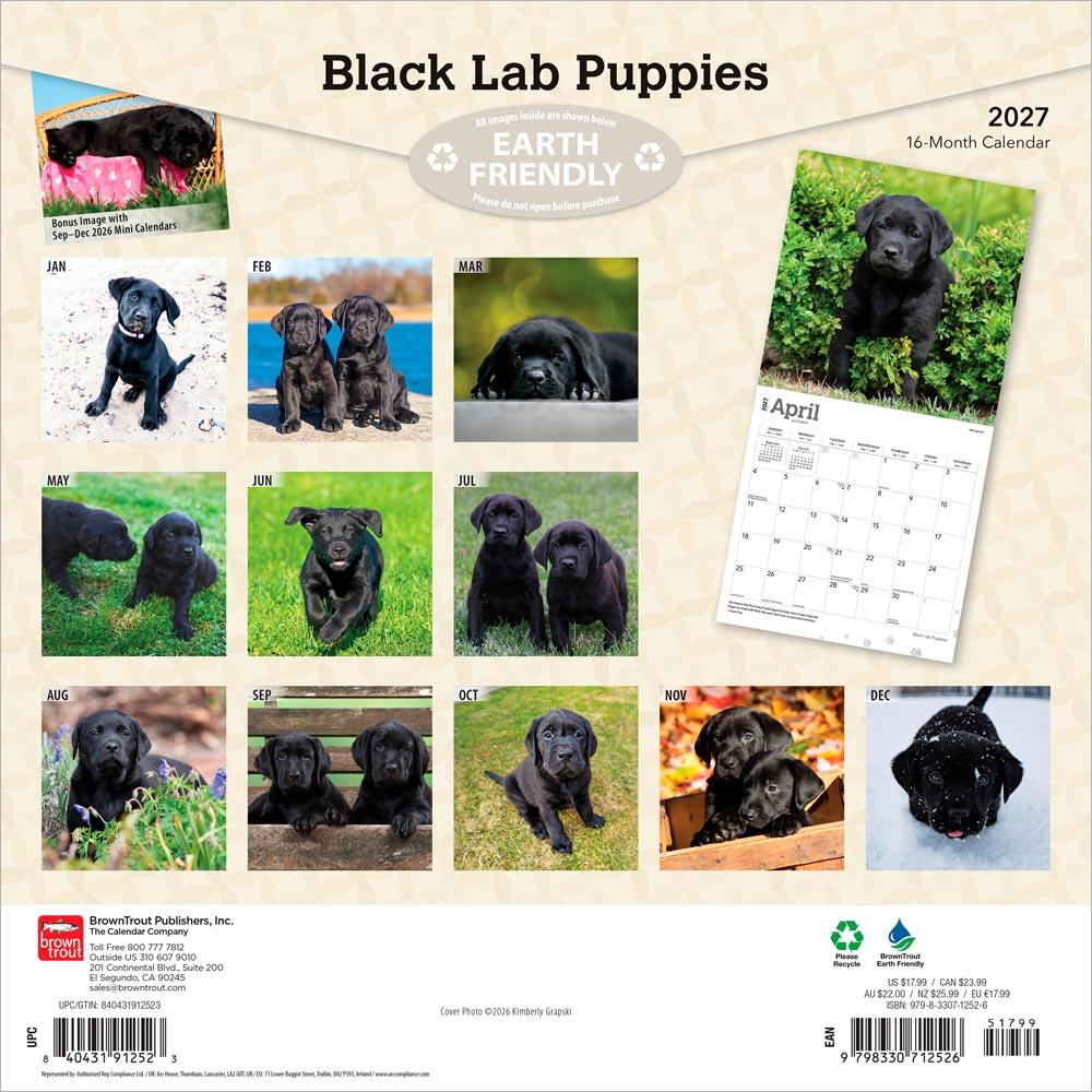 Black Labrador Retriever Puppies | 2027 12 x 24 Inch (Hanging) Monthly Square Wall Calendar