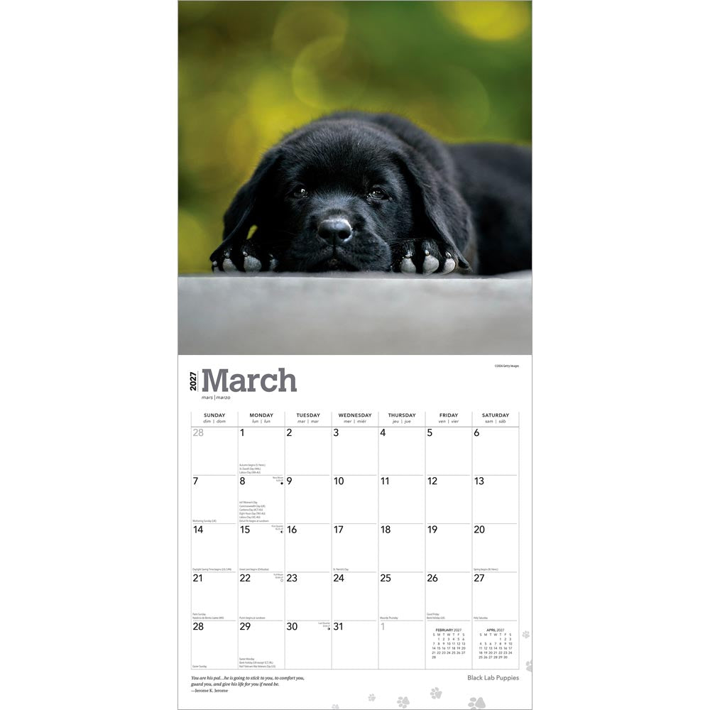 Black Labrador Retriever Puppies | 2027 12 x 24 Inch (Hanging) Monthly Square Wall Calendar