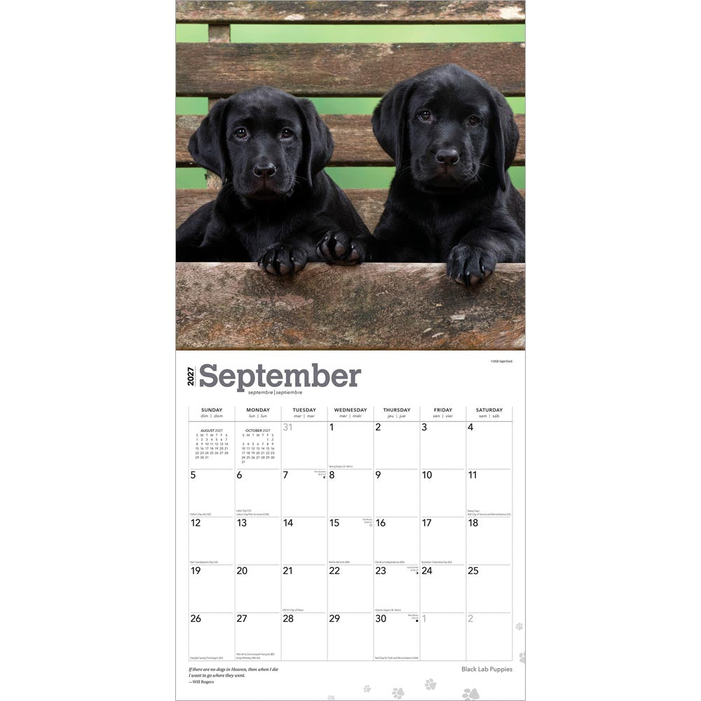 Black Labrador Retriever Puppies | 2027 12 x 24 Inch (Hanging) Monthly Square Wall Calendar