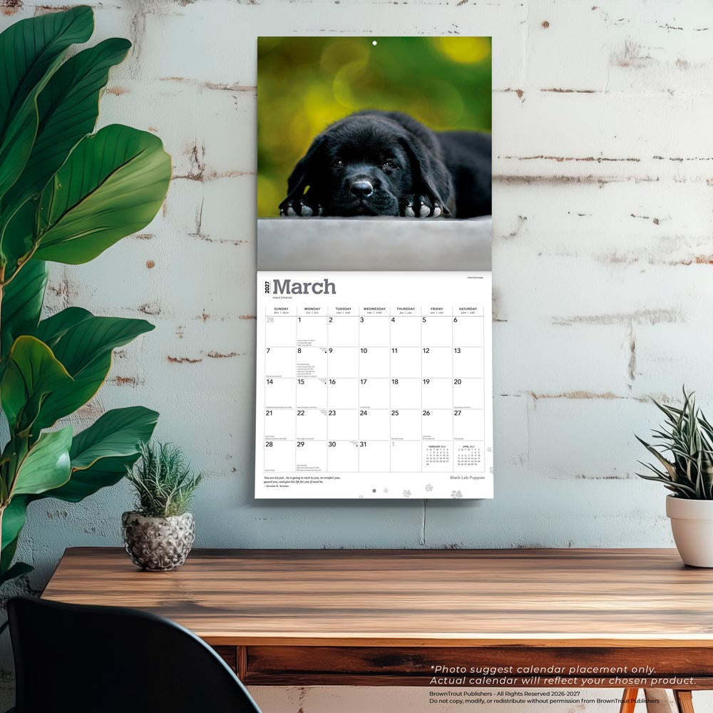 Black Labrador Retriever Puppies | 2027 12 x 24 Inch (Hanging) Monthly Square Wall Calendar