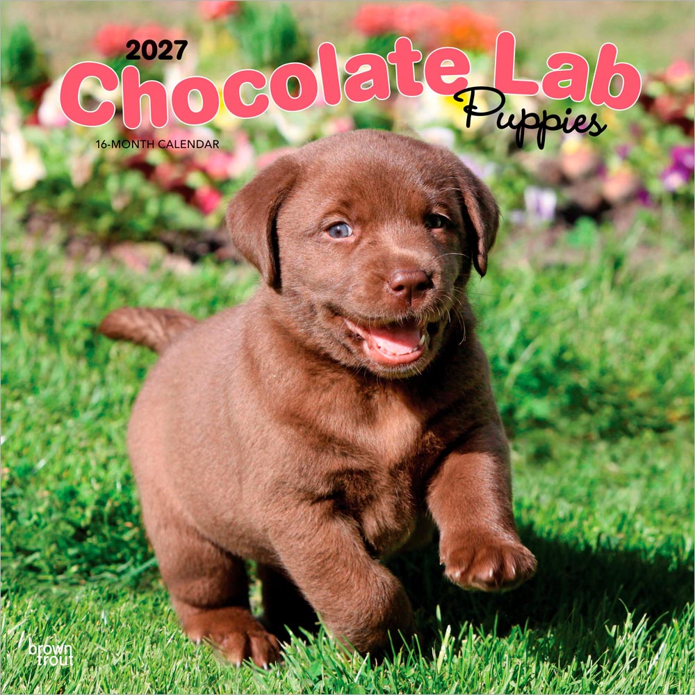 Chocolate Labrador Retriever Puppies | 2027 12 x 24 Inch (Hanging) Monthly Square Wall Calendar