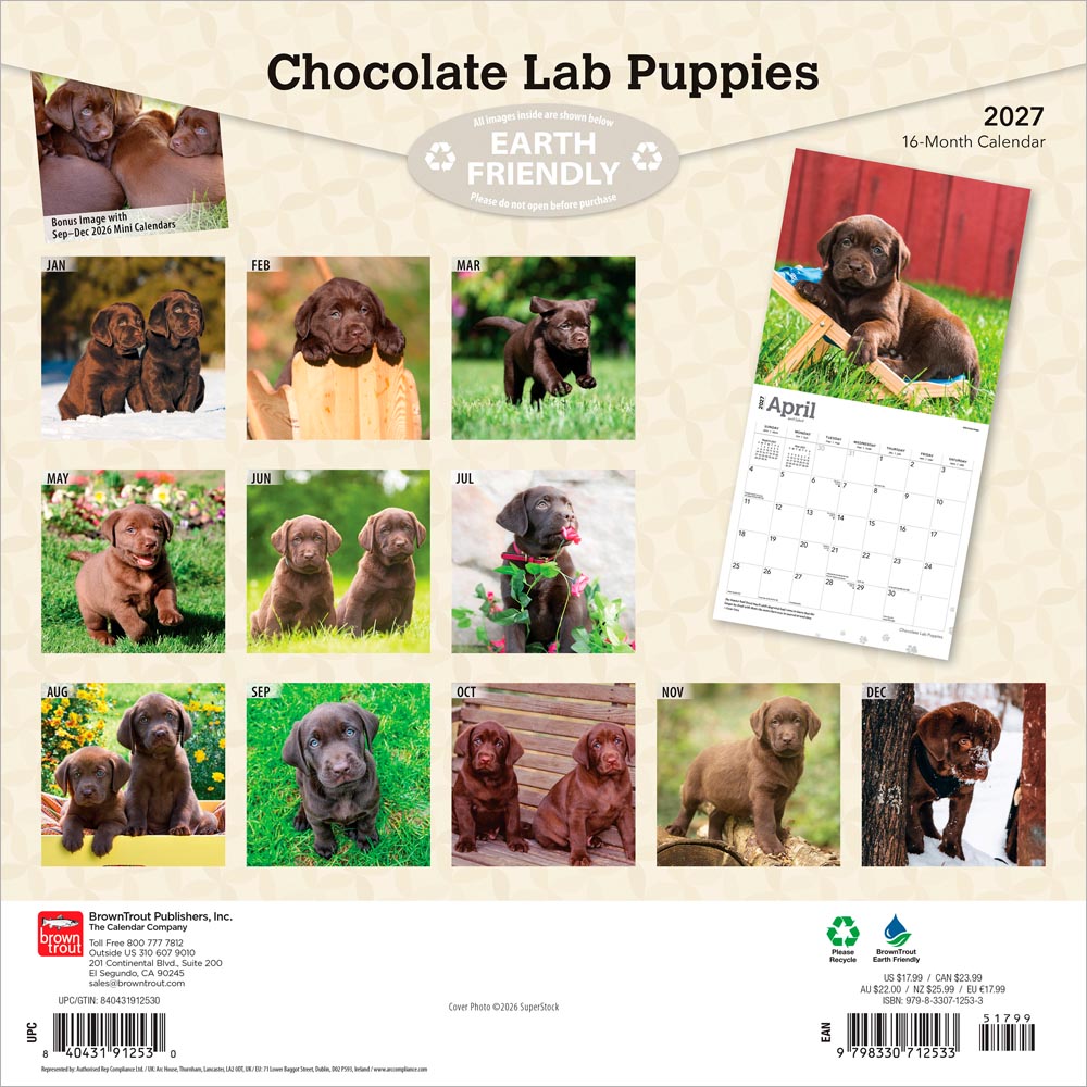 Chocolate Labrador Retriever Puppies | 2027 12 x 24 Inch (Hanging) Monthly Square Wall Calendar