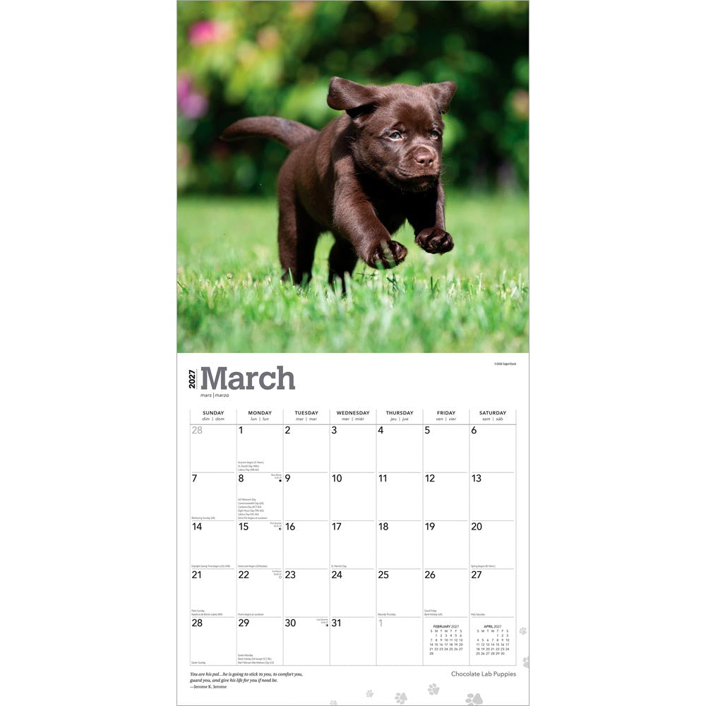 Chocolate Labrador Retriever Puppies | 2027 12 x 24 Inch (Hanging) Monthly Square Wall Calendar