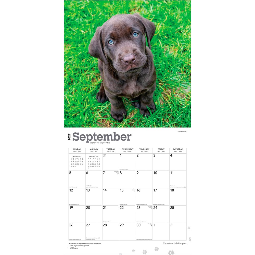 Chocolate Labrador Retriever Puppies | 2027 12 x 24 Inch (Hanging) Monthly Square Wall Calendar