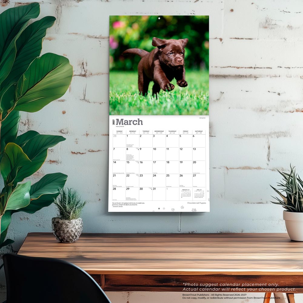 Chocolate Labrador Retriever Puppies | 2027 12 x 24 Inch (Hanging) Monthly Square Wall Calendar