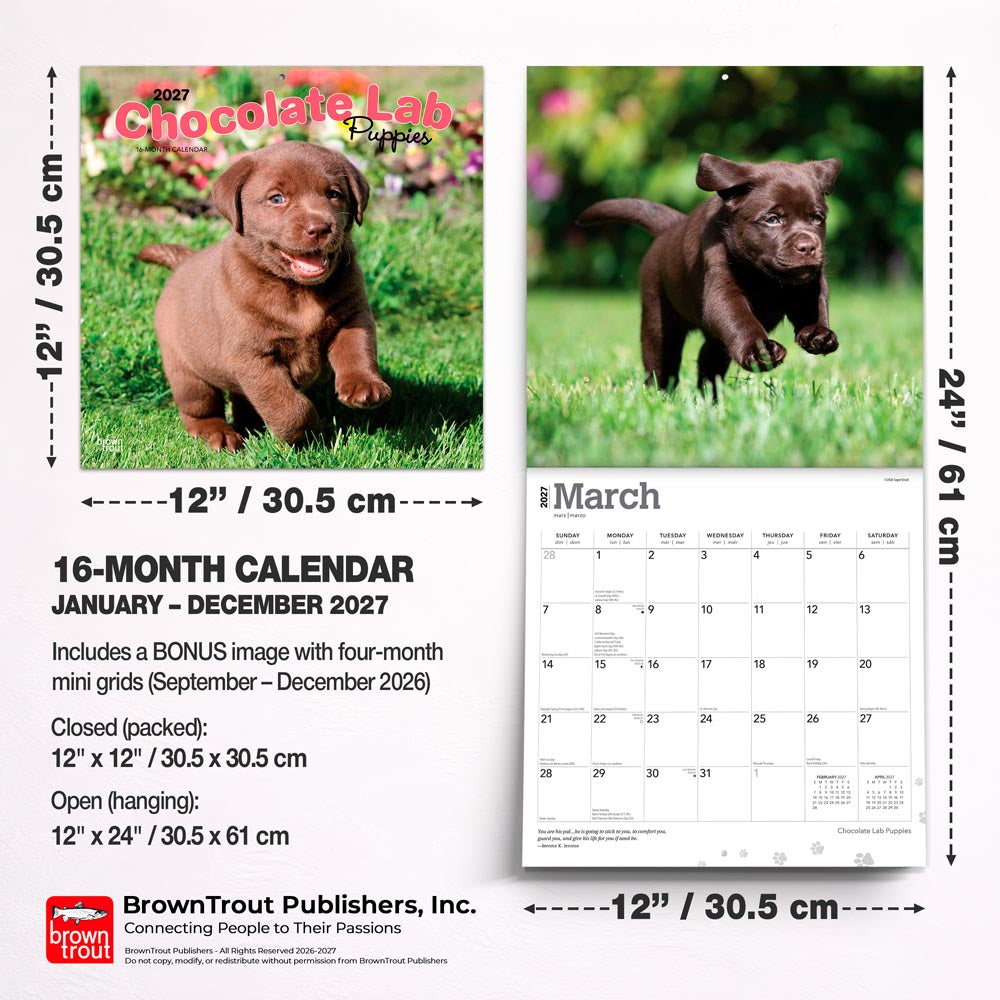 Chocolate Labrador Retriever Puppies | 2027 12 x 24 Inch (Hanging) Monthly Square Wall Calendar