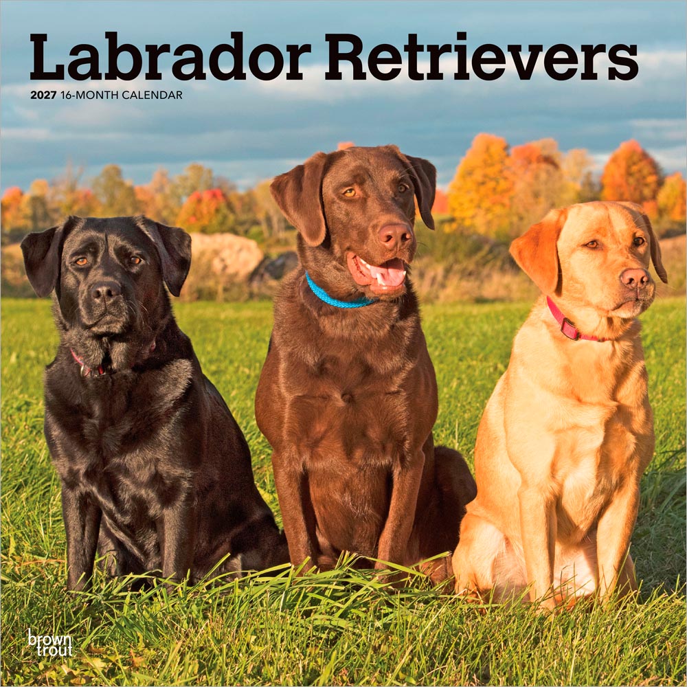 Labrador Retrievers | 2027 12 x 24 Inch (Hanging) Monthly Square Wall Calendar
