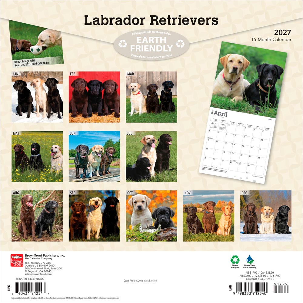 Labrador Retrievers | 2027 12 x 24 Inch (Hanging) Monthly Square Wall Calendar