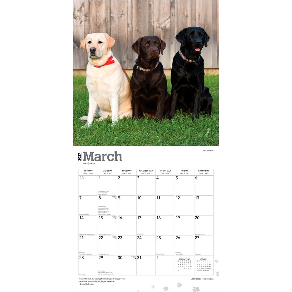 Labrador Retrievers | 2027 12 x 24 Inch (Hanging) Monthly Square Wall Calendar