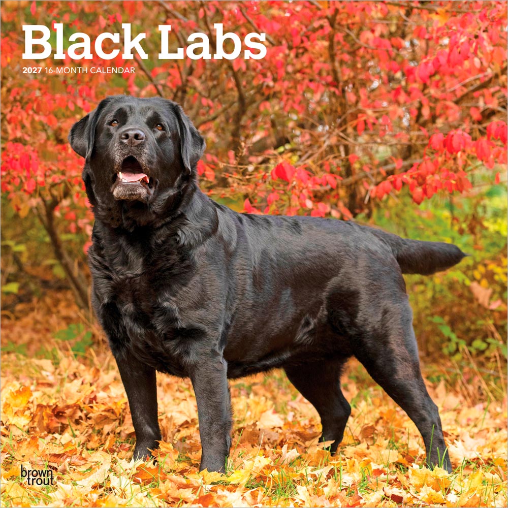 Black Labrador Retrievers | 2027 12 x 24 Inch (Hanging) Monthly Square Wall Calendar